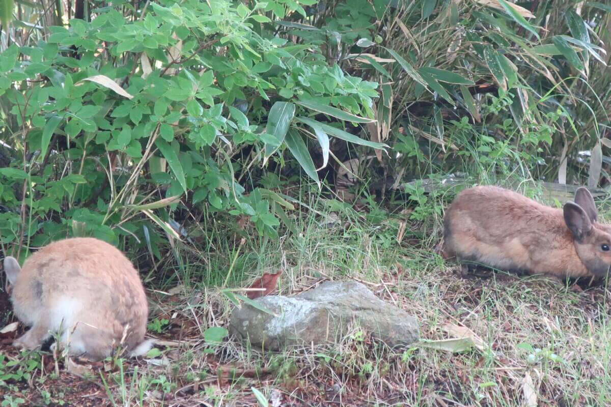 万座温泉　野ウサギ